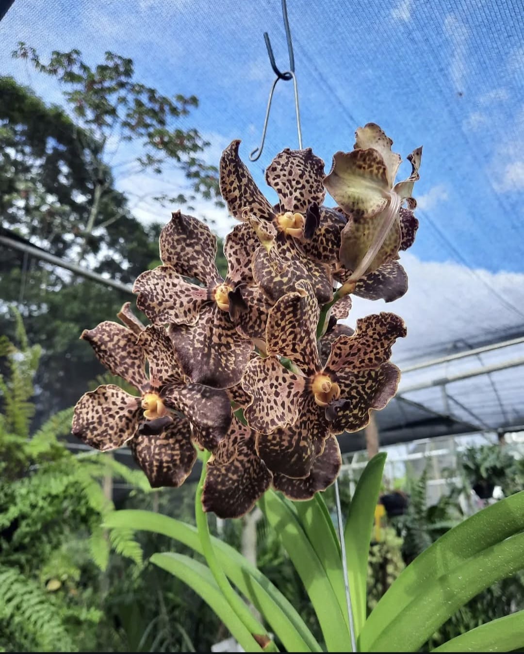 Vanda Marrom
